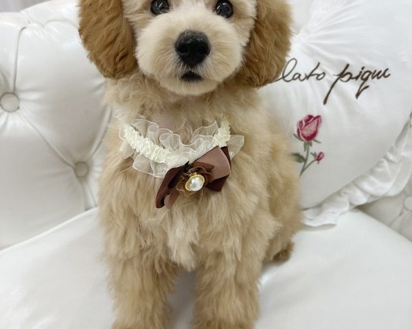 ティーカッププードル　クリーム