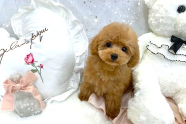 垂れ目で優しいお顔付きのやわらかなクリーム系女子＊1564