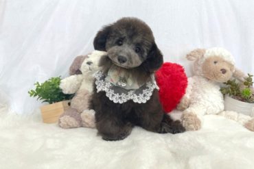 激かわ♡♡♡レアＣＯＬＬＡＲ！シルバーの男の子＊P0046