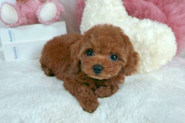 小さなお耳が可愛い♡癒し系アプリコットの男の子＊1556