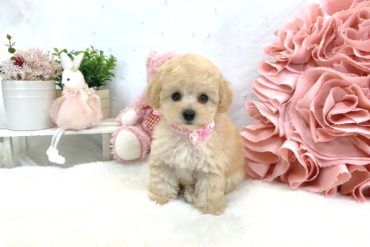 大きな瞳の美人系・濃いめレッドの女の子＊1620