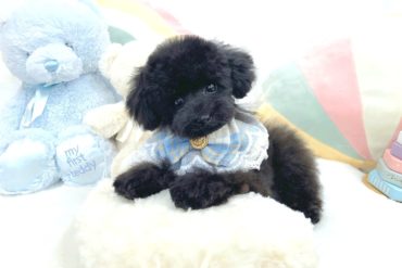 ぴょこん！と立ったお耳にまん丸お目めが可愛い！ペールフォーンの女の子＊1636