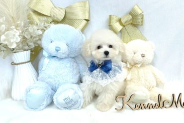 待望のすももＢＡＢＹデビュー♡♡♡可愛すぎる3姉妹・ペールフォーンの女の子＊Ｐ0053