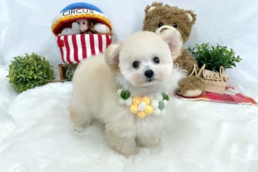 待望のすももＢＡＢＹデビュー♡♡♡可愛すぎる3姉妹・オレンジフォーンの女の子＊Ｐ0055