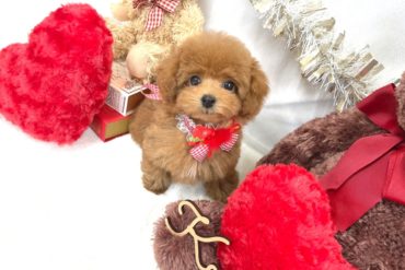 垂れ目のベビーフェイス♡短いあんよが可愛らしい！アプリコットの女の子＊1688