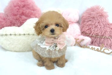 清純派♡少し垂れ目気味なお顔が可愛い！くすみ系ペールフォーンの女の子＊1647