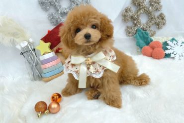 激かわ💖ＴＨＥ！女子！♡くりくりおめめが超可愛いドワーフタイプ、シルバーの女の子＊1698