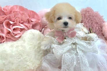 超可愛い♡ベビーフェイスのもこもこ！ドワーフ体型、グレーの男の子＊P0056