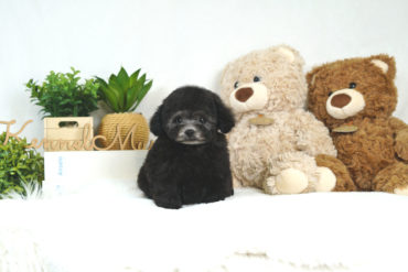 希少カラー✨小さめのサイズでとっても可愛いお顔！ブラウンの女の子＊1710