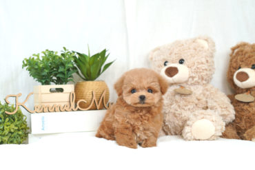 ころんとしたフォルムが可愛い♡ぬいぐるみのようなレッドの女の子＊1632