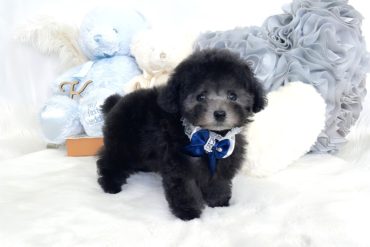 小さなＮＥＷ ＰＲＩＮＣＥ👑超ベビーフェイスのペールフォーンの男の子＊1703