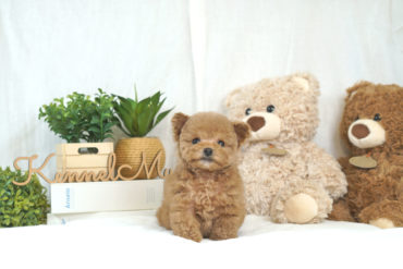 お目目くりくりタイプ♡綺麗な濃いめレッドカラーの女の子＊1661