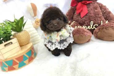 ビー玉みたいな大きなおめ目がとびきり可愛いオレンジフォーンの女の子＊1706