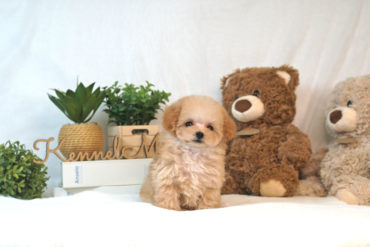 超可愛い♡ベビーフェイスのもこもこ！ドワーフ体型、グレーの男の子＊P0056