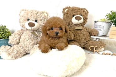 ビー玉みたいな大きなおめ目がとびきり可愛いオレンジフォーンの女の子＊1706