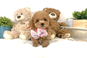 小さなＮＥＷ ＰＲＩＮＣＥ👑超ベビーフェイスのペールフォーンの男の子＊1703