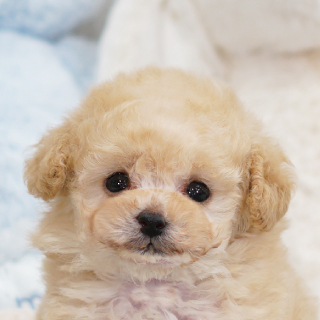 クリーム トイプードル ティーカッププードルのブリーダー ココフランシール 大阪市 南堀江