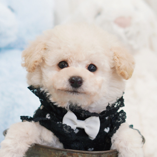 クリーム トイプードル ティーカッププードルのブリーダー ココフランシール 大阪市 南堀江