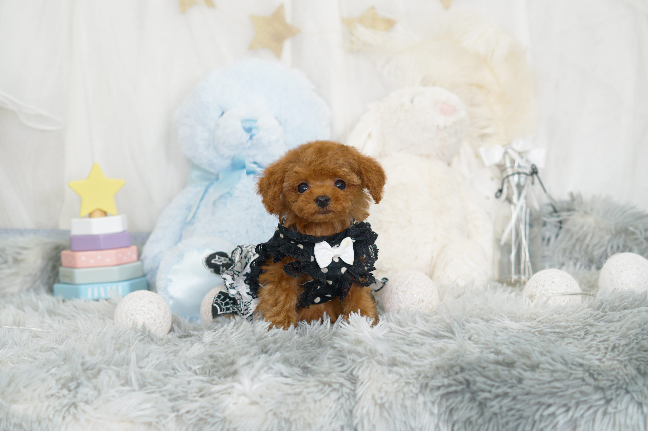 とってもちびちびサイズで可愛いレッドの女の子 569 トイプードル ティーカッププードルのブリーダー ココフランシール 大阪市 南堀江