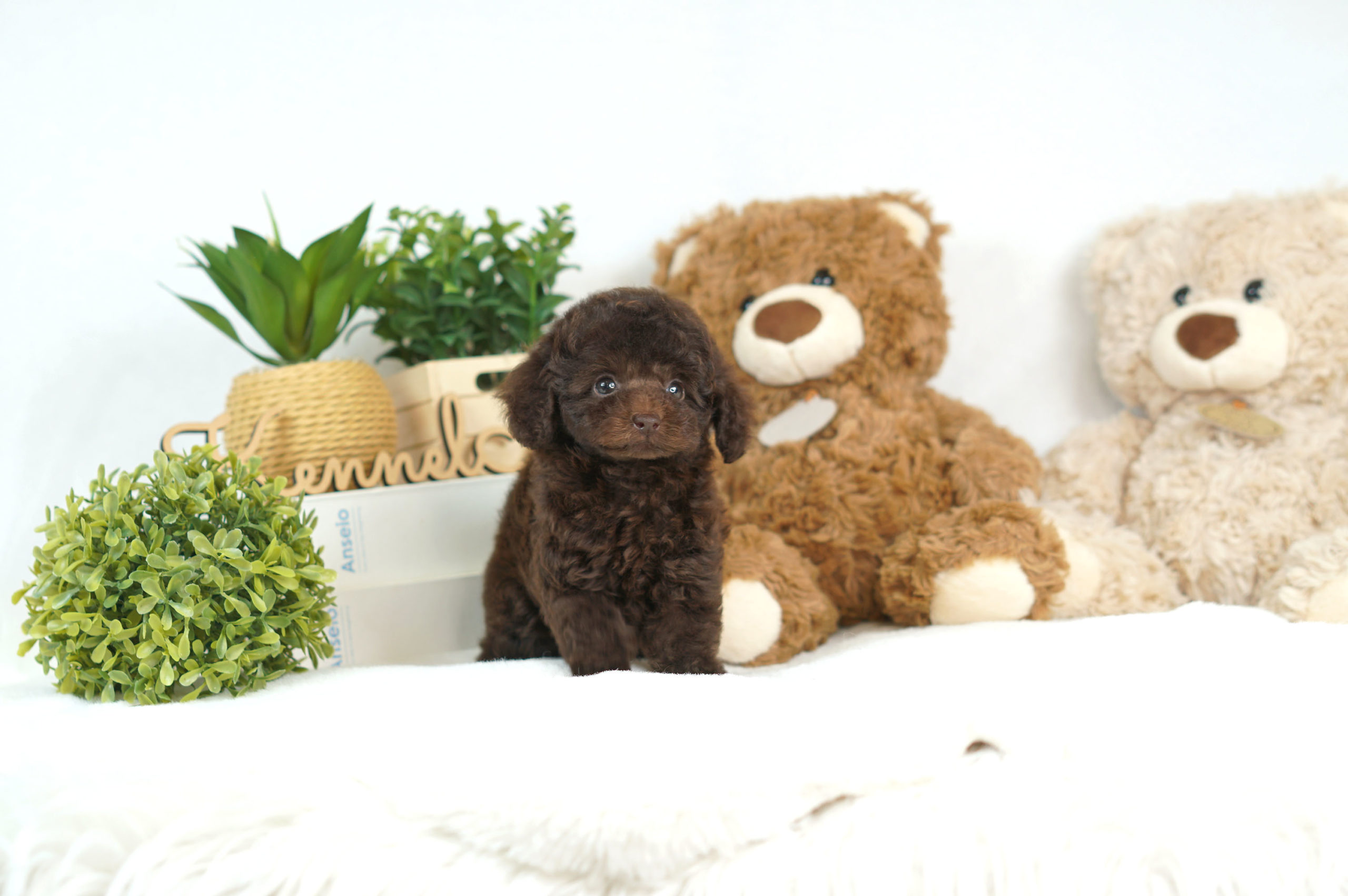 兄妹デビュー♡♡希少カラー！特別感のあるブラウンの女の子＊8021