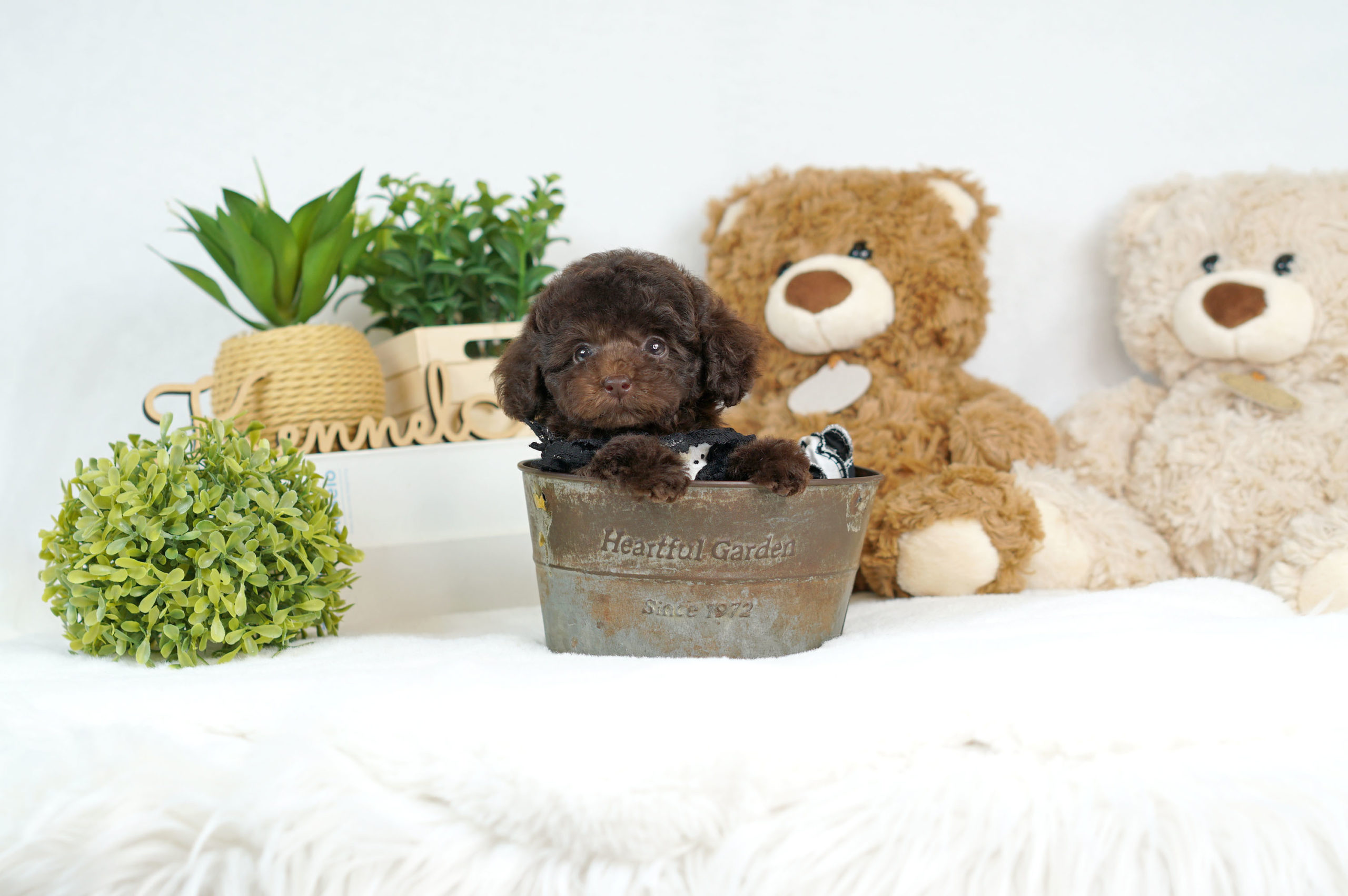 兄妹デビュー♡♡希少カラー！特別感のあるブラウンの女の子＊8021