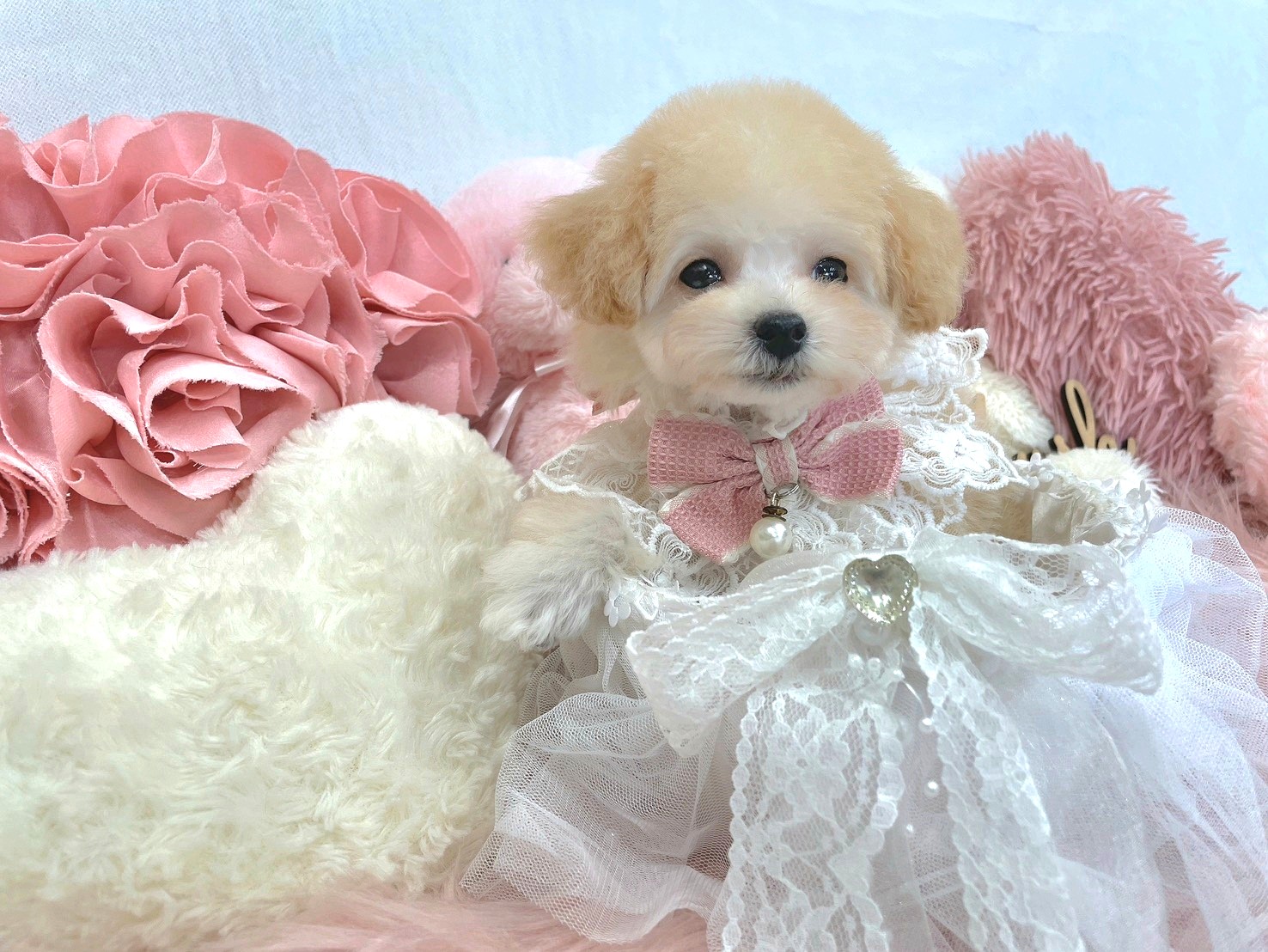 オーダー ページ パネル ティーカップ トイプードル 9/30 オーダーページ パネル カフェ トイプードル 12/16