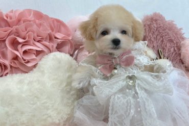 お目目くりくりタイプ♡綺麗な濃いめレッドカラーの女の子＊1661