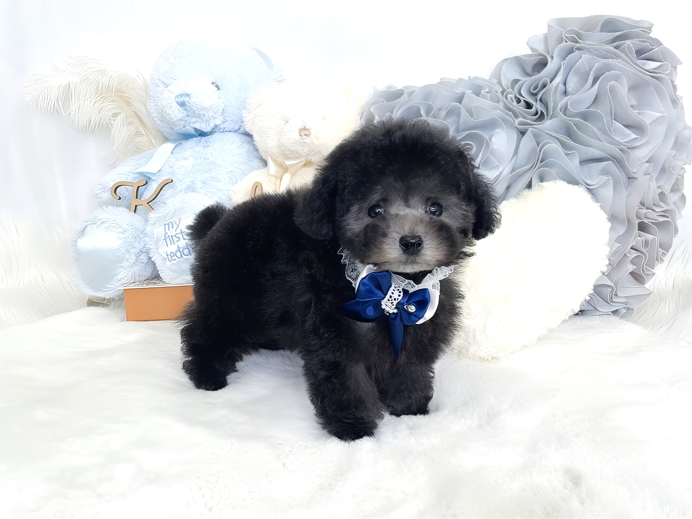 子犬 - トイプードル・ティーカッププードルのブリーダー「ココフラン