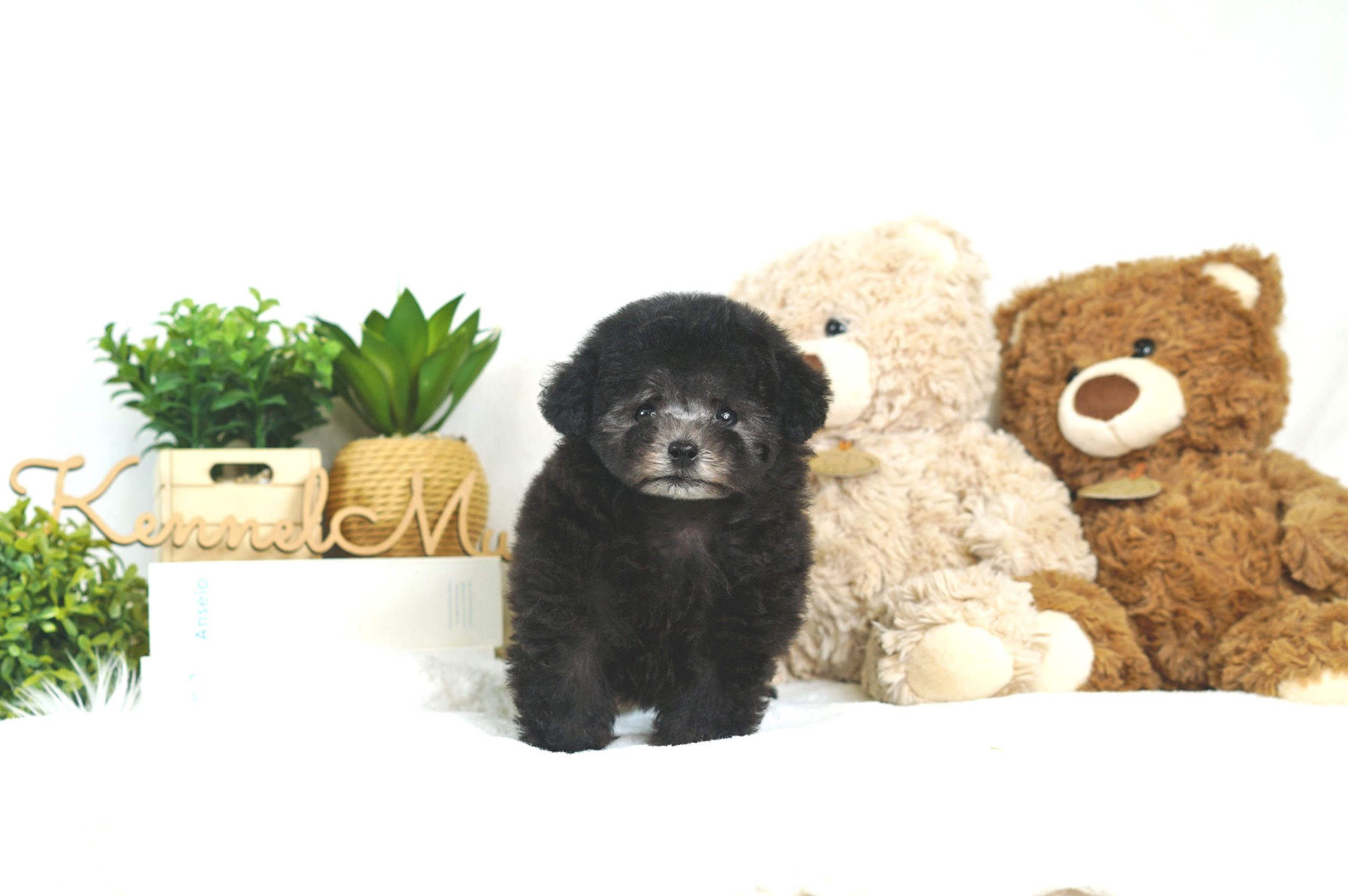 子犬 - トイプードル・ティーカッププードルのブリーダー「ココフラン