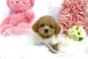 つぶらな瞳が可愛らしい、とっても小顔なヨークシャーテリアの女の子＊1738