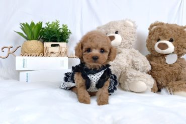 大きな瞳にむっちりボディが可愛い♡綺麗なレッドフォーンの女の子＊1717