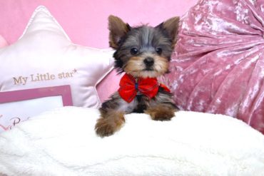 素朴な可愛さ♡ふんわりしたマッシュカットが似合いそうなアプリコットの女の子＊1716