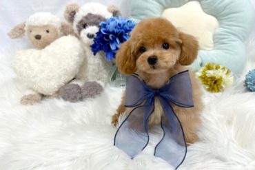 つぶらな瞳が可愛らしい、とっても小顔なヨークシャーテリアの女の子＊1738