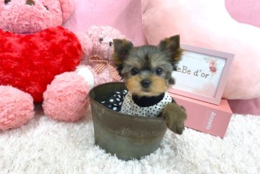 赤ちゃん感強め！めっちゃ可愛いバブバブ！シルバーの女の子＊1759