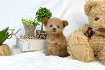 まったりした雰囲気と離れ気味の垂れ目が可愛い♡レッドフォーンの女の子＊1779