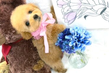 涙焼けの無い綺麗なホワイト♡ティーカップサイズの女の子＊1651