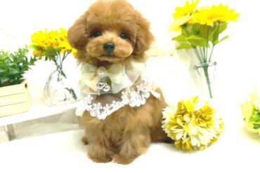 むちころのぬいぐるみ！？ゴマちゃんみたいなコロッとしたペールフォーンの女の子＊1804