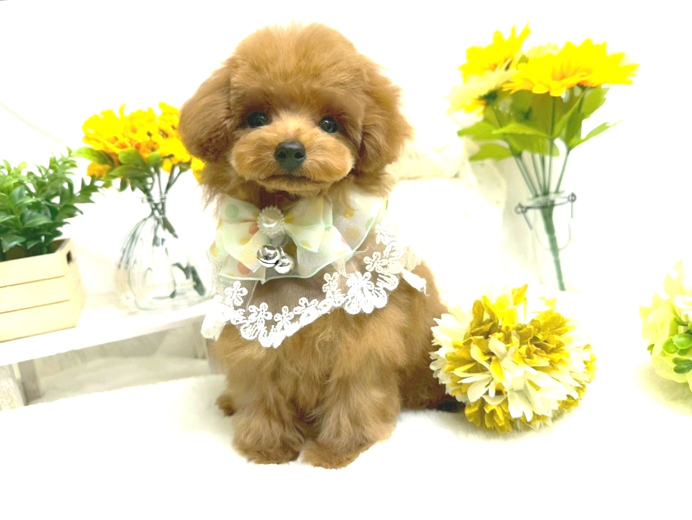 子犬 - トイプードル・ティーカッププードルのブリーダー「ココフラン