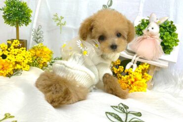 まったりした雰囲気と離れ気味の垂れ目が可愛い♡レッドフォーンの女の子＊1779