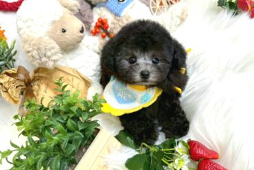 素朴な可愛さ♡ふんわりしたマッシュカットが似合いそうなアプリコットの女の子＊1716