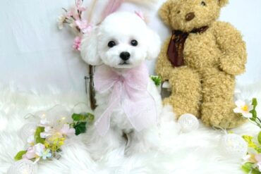 むちころのぬいぐるみ！？ゴマちゃんみたいなコロッとしたペールフォーンの女の子＊1804