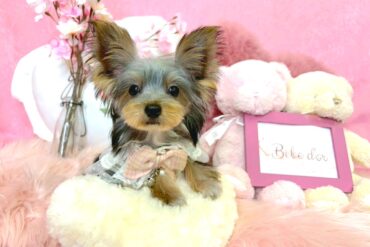 素朴な可愛さ♡ふんわりしたマッシュカットが似合いそうなアプリコットの女の子＊1716