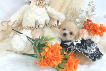 涙焼けの無い綺麗なホワイト♡ティーカップサイズの女の子＊1651