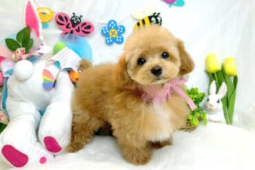 ハーフっぽい淡い色合いのお顔が可愛い♡ティーカップサイズの女の子＊1634