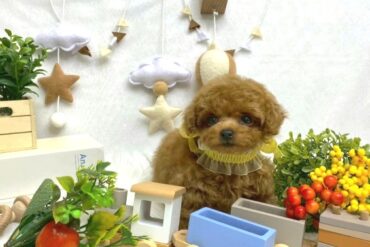 鼻ぺちゃの童顔ちゃん💛女の子みたいなレッドフォーンの男の子＊1807