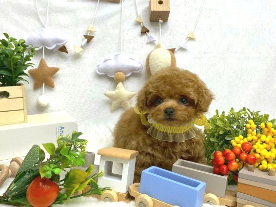 子犬 - トイプードル・ティーカッププードルのブリーダー「ココフラン