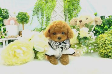 可愛さ反則級‼️ぬいぐるみより可愛い❤︎レッドフォーンの女の＊1821