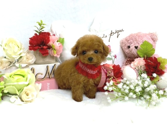 子犬 - トイプードル・ティーカッププードルのブリーダー「ココフラン
